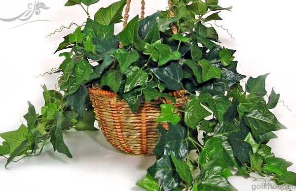 پاپیتال English Ivy