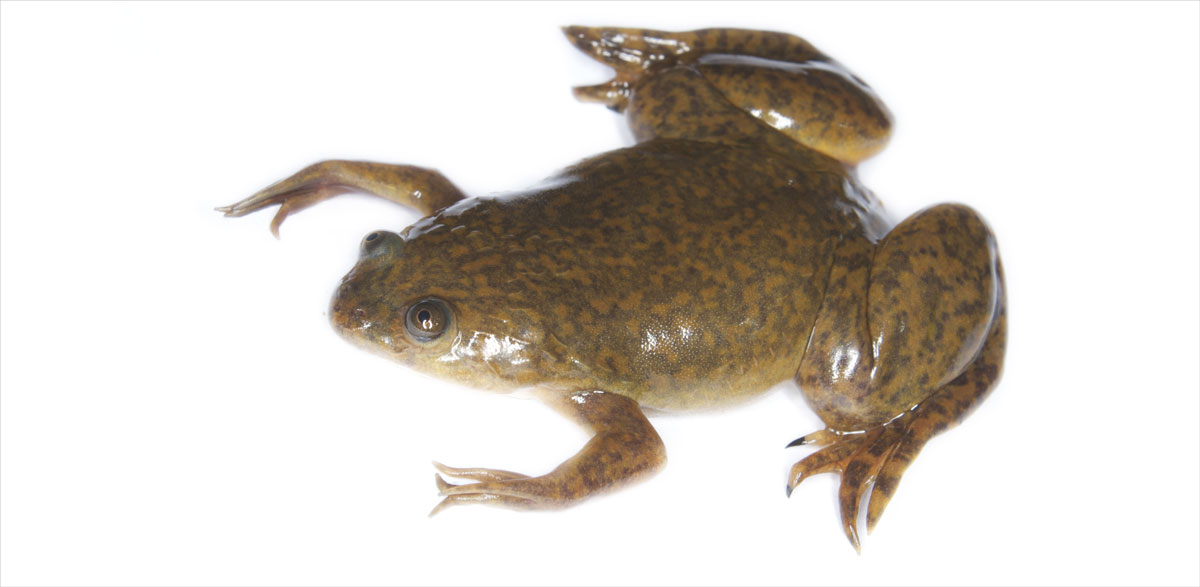 African-clawed-frog-2