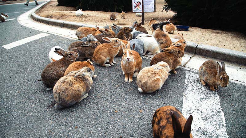 Isle-of-rabbitsŌkunoshim-Japan