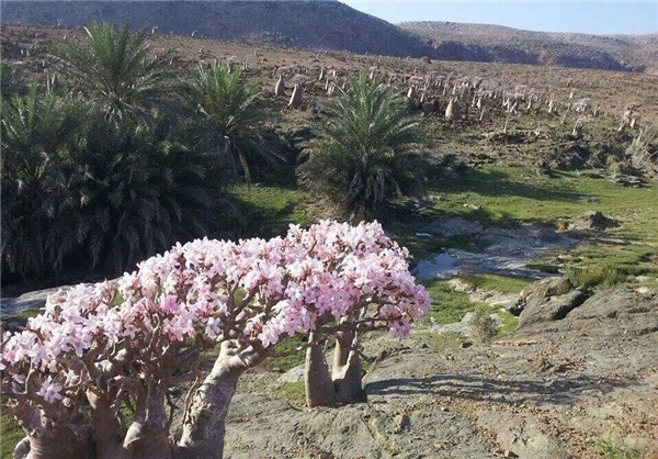 جزیره یمن گل