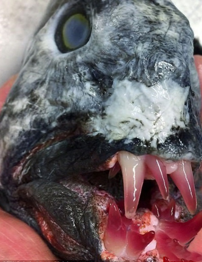 ماهی ترسناک