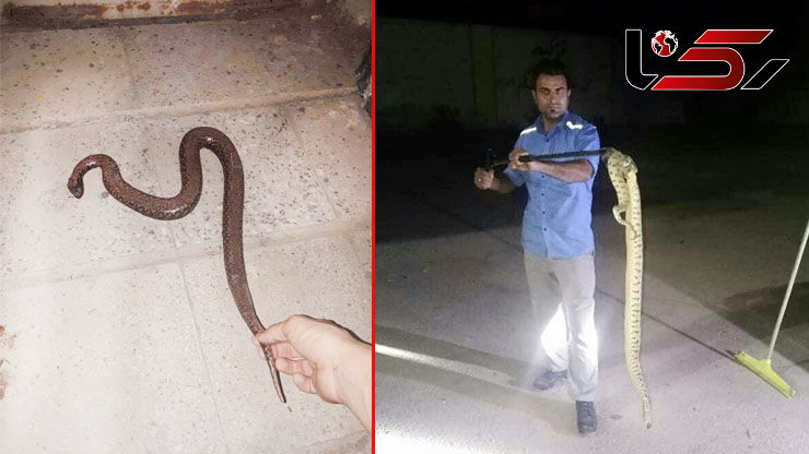 حمله مارهای سمی از مسیر فاضلاب به خانه های سیل زده خوزستانی ها +عکس