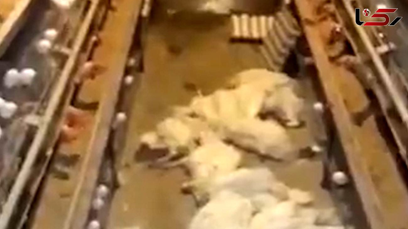 فیلم تلف شدن مرغ ها به خاطر قطعی برق در خراسان