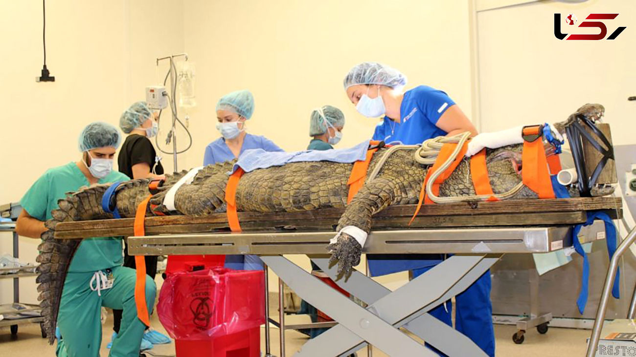 عمل نجات بخش یک تمساح 158 کیلویی توسط پزشکان + عکس ها