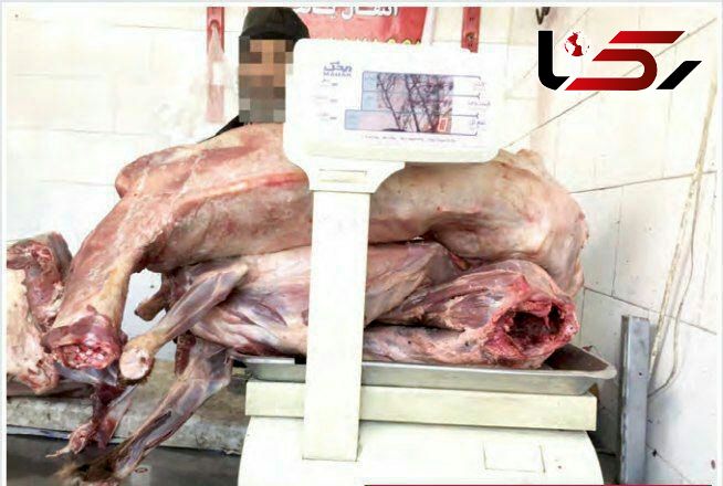 قصاب مشهدی سگ ها را سلاخی می کرد! / گوشت سگ با قیمت 36 هزارتومان + عکس وحشتناک