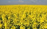 اختصاص یافتن 135 هکتار از اراضی شهرستان سرخس به کشت کلزا