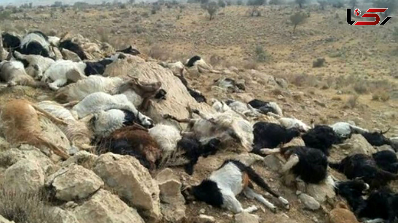 تلف شدن 30 رأس گوسفند بر اثر رعد و برق /در فراشبند رخ داد