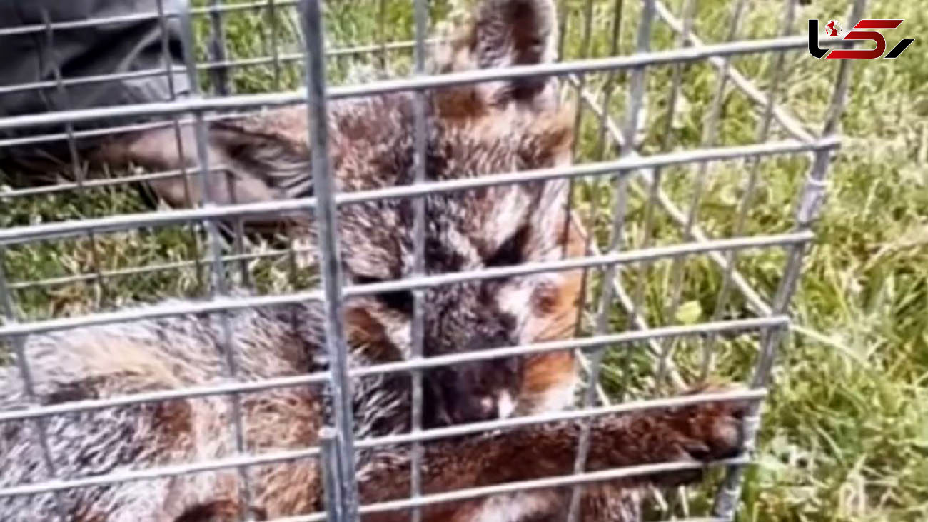 نبرد تن به تن یک پسر با روباه برای نجات جان خواهرش + عکس