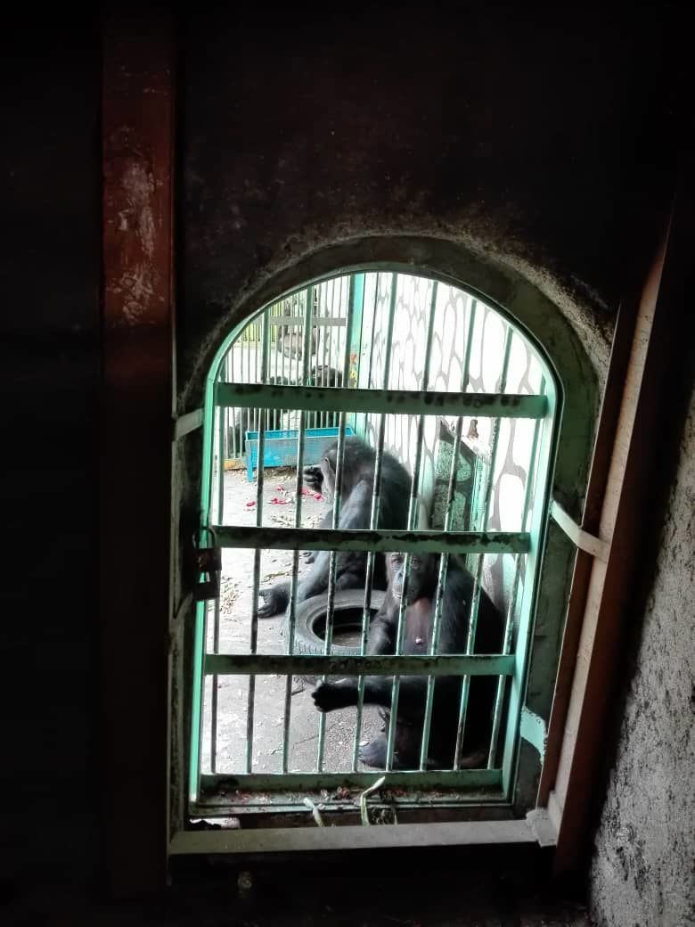 تشکیل پرونده شامپانزه سه ساله در دادگاه/آیا حیات شامپانزه وابسته به دامپزشکش است؟
