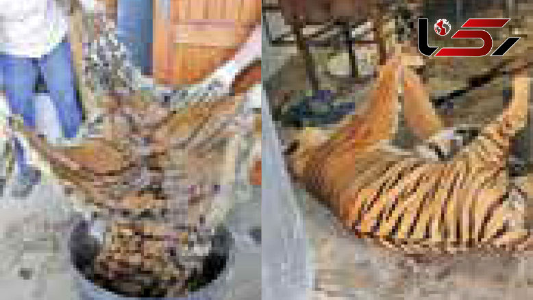 قاچاق وحشتناک ببر + عکس های باورنکردنی