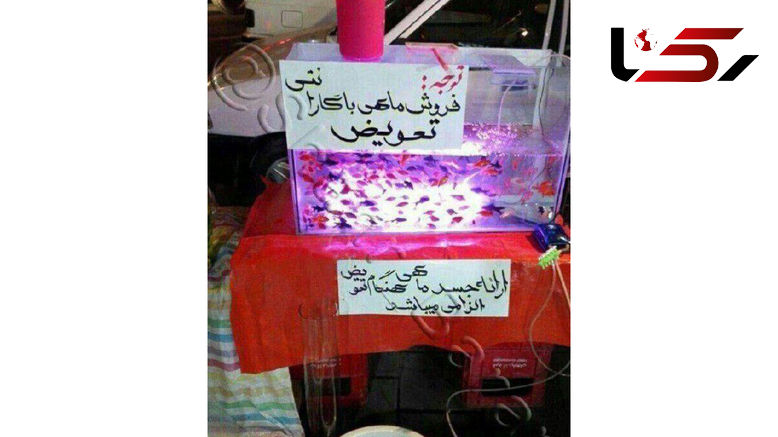 فروش ماهی نوروز با گارانتی تعویض! / ارایه جسد ماهی الزامیست! + عکس