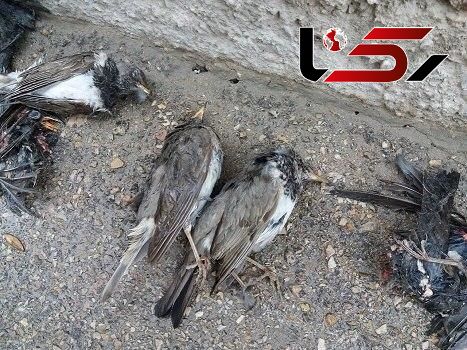 مرگ دسته&zwnj;جمعی سار&zwnj;ها این بار در بجنورد / همه شوکه شدند + عکس