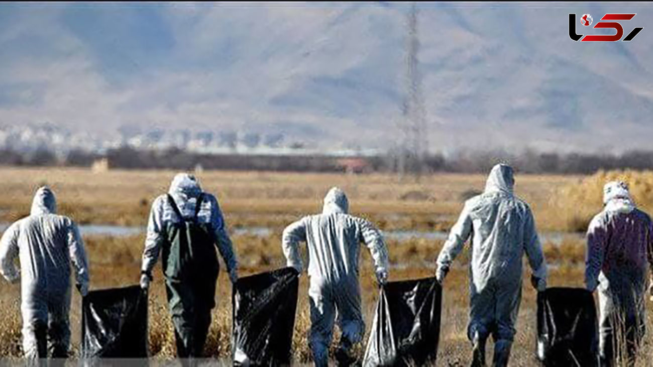 آنفلوانزای فوق حاد پرندگان در شهر قم