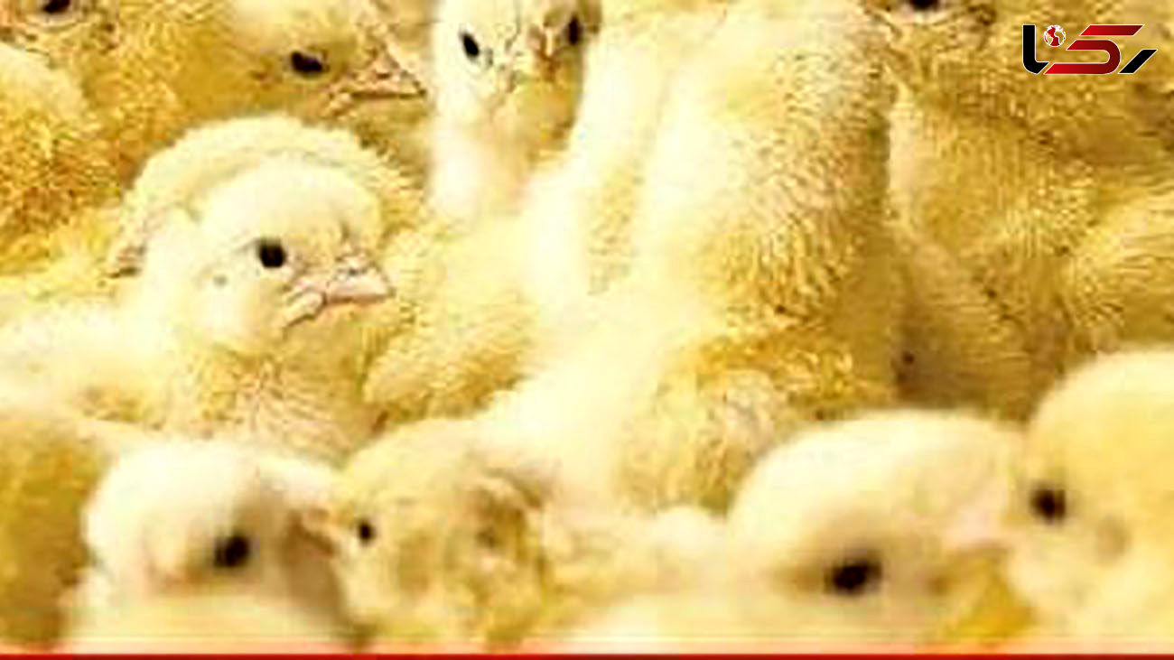 جوجه کُشى به سبک جدید؛ سوء مدیریت در وزارت جهاد کشاورزی دلیل اصلی کمبود و گرانی مرغ