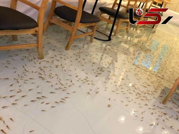 سکته ماهی ها در رستوران!+عکس