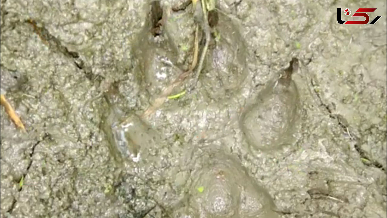 وحشت از ردپای پلنگ در آب بندان آمل + عکس 