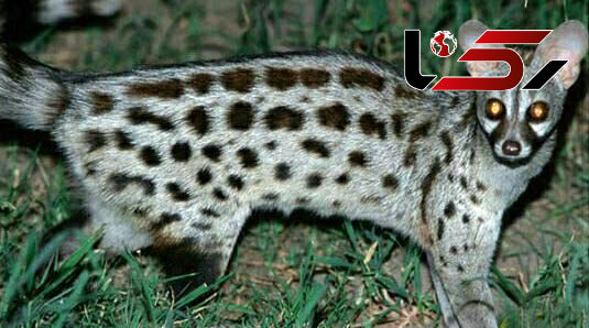 مدفوع این حیوان 1000 یورو ارزش دارد/گران ترین قهوه جهان از مدفوع این حیوان+عکس