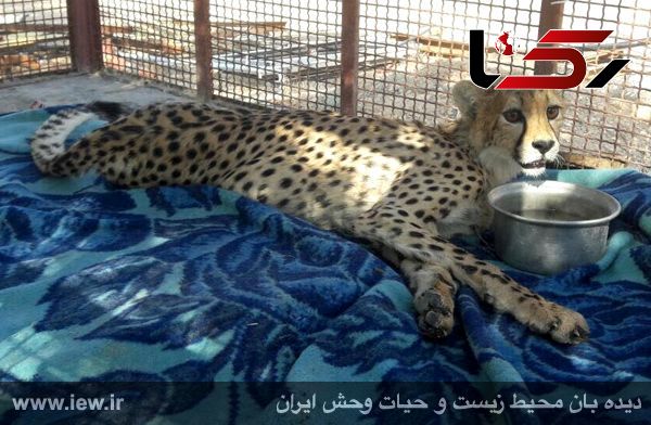 آخرین وضعیت یوزپلنگ ایرانی که در یک حادثه قطع نخاع شد + عکس 