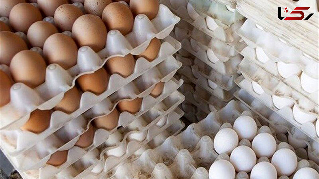 صادرات تخم‌ مرغ ممنوع شد